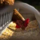 Ministério da Agricultura confirma primeiro caso de gripe aviária em granja comercial no Brasil