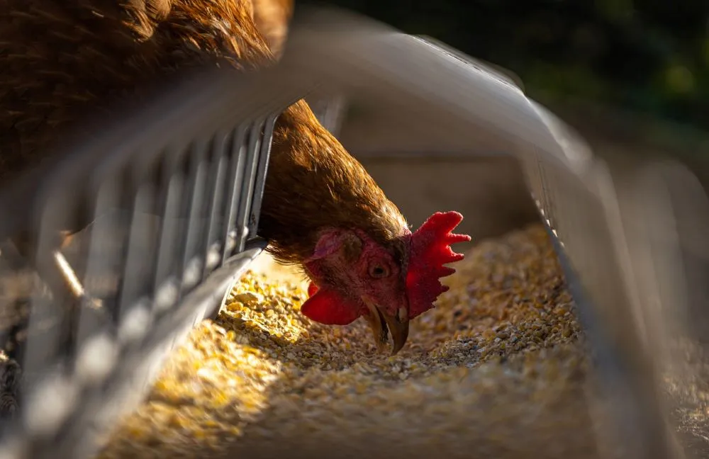 Ministério da Agricultura confirma primeiro caso de gripe aviária em granja comercial no Brasil