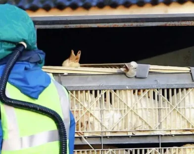 Ministério da Agricultura confirma primeiro foco de gripe aviária em granja comercial no Brasil