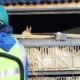 Ministério da Agricultura confirma primeiro foco de gripe aviária em granja comercial no Brasil
