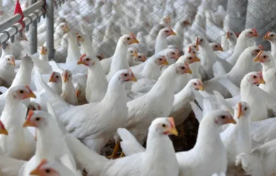 Ministro da Agricultura anuncia que foco de gripe aviária está contido
