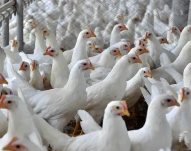 Ministro da Agricultura anuncia que foco de gripe aviária está contido