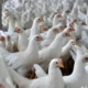 Ministro da Agricultura anuncia que foco de gripe aviaria esta.webp 80x80