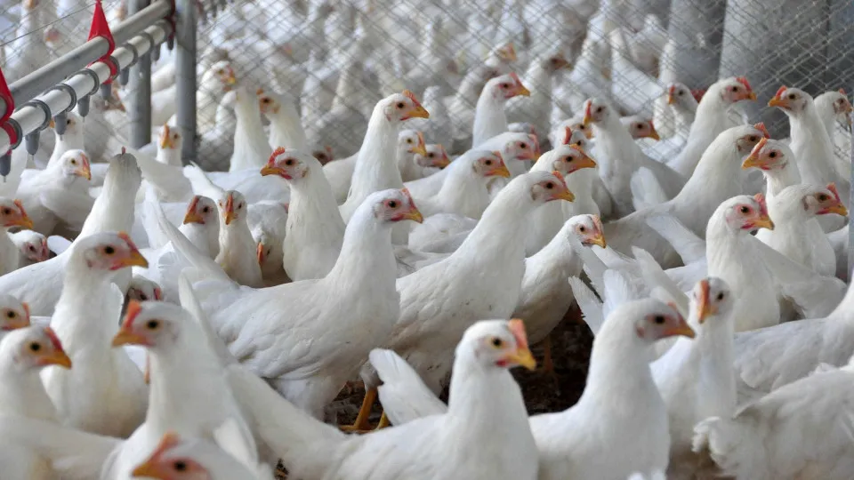 Ministro da Agricultura anuncia que foco de gripe aviária está contido