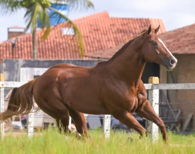 Monte Sião Haras aposta em genética única no Quarto de Milha e anuncia aquisição do Inquestionável Parth