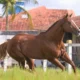 Monte Sião Haras aposta em genética única no Quarto de Milha e anuncia aquisição do Inquestionável Parth