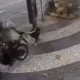 Mulher é arrastada durante tentativa de assalto no Rio; vídeo