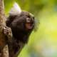 Mulher tem náusea e descobre que contraiu raiva após mordida de sagui no CE