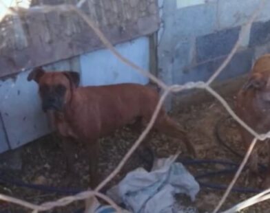 Novo ataque de cães mata sete carneiros e deixa outros quatro animais gravemente feridos em Divinópolis