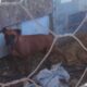 Novo ataque de cães mata sete carneiros e deixa outros quatro animais gravemente feridos em Divinópolis
