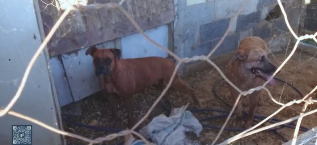 Novo ataque de cães mata sete carneiros e deixa outros quatro animais gravemente feridos em Divinópolis
