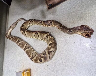 Pai mata cobra que picou sua filha de 6 anos e entrega animal ao Samu para saberem qual soro usar em MG