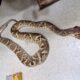 Pai mata cobra que picou sua filha de 6 anos e entrega animal ao Samu para saberem qual soro usar em MG