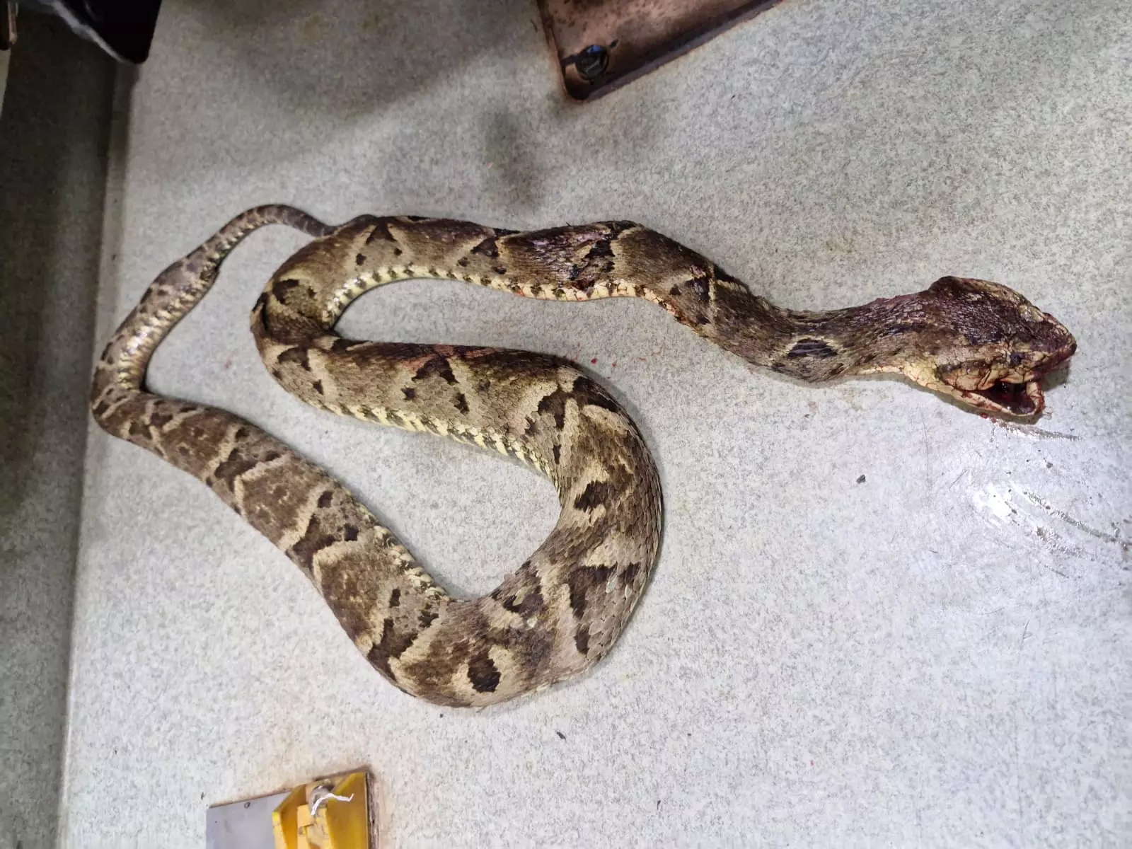 Pai mata cobra que picou sua filha de 6 anos e entrega animal ao Samu para saberem qual soro usar em MG