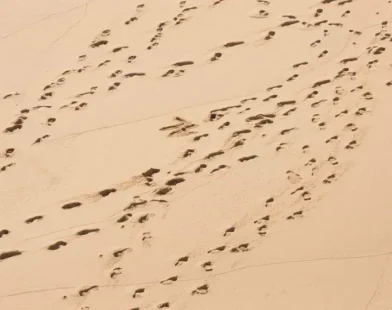 Pegadas de duas espécies de humanos primitivos são descobertas no Quênia
