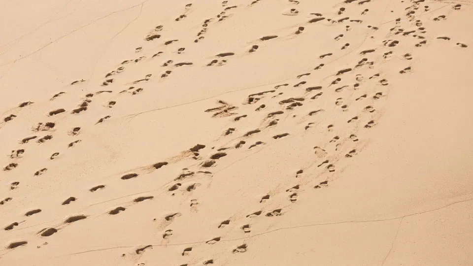Pegadas de duas espécies de humanos primitivos são descobertas no Quênia