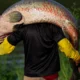 Peixe gigante da Amazônia de mais de 2 metros é pescado na Bahia; entenda qual é risco