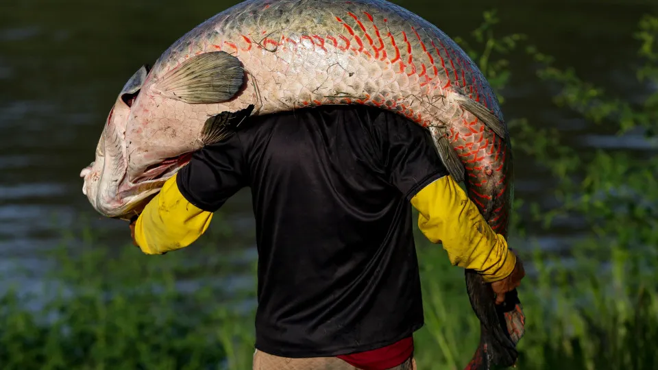 Peixe gigante da Amazônia de mais de 2 metros é pescado na Bahia; entenda qual é risco