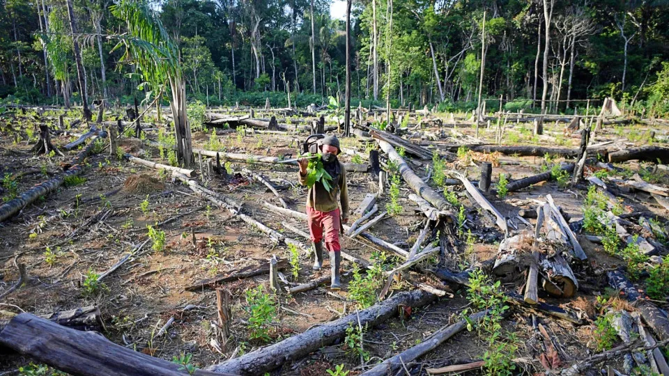 Perda de florestas no mundo bate recorde em 2024 com avanço de incêndios