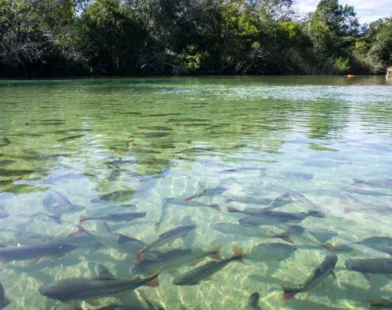 Pesquisa com bactérias na Amazônia pode desenvolver novos medicamentos