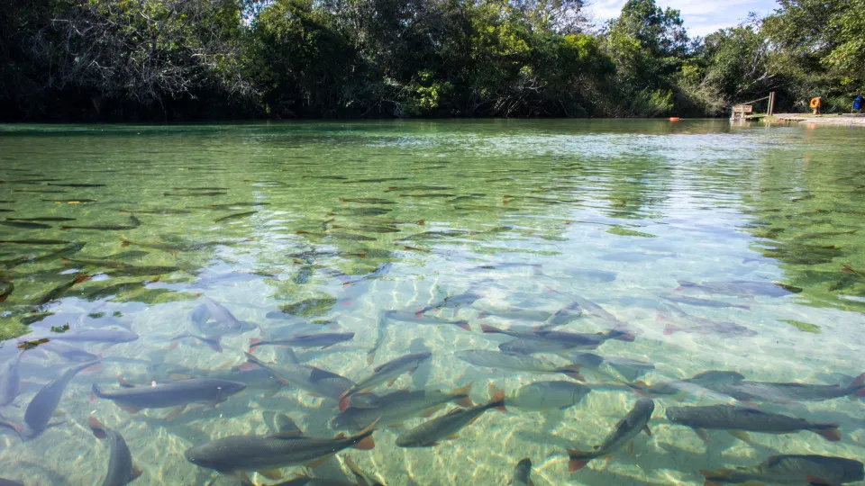 Pesquisa com bactérias na Amazônia pode desenvolver novos medicamentos