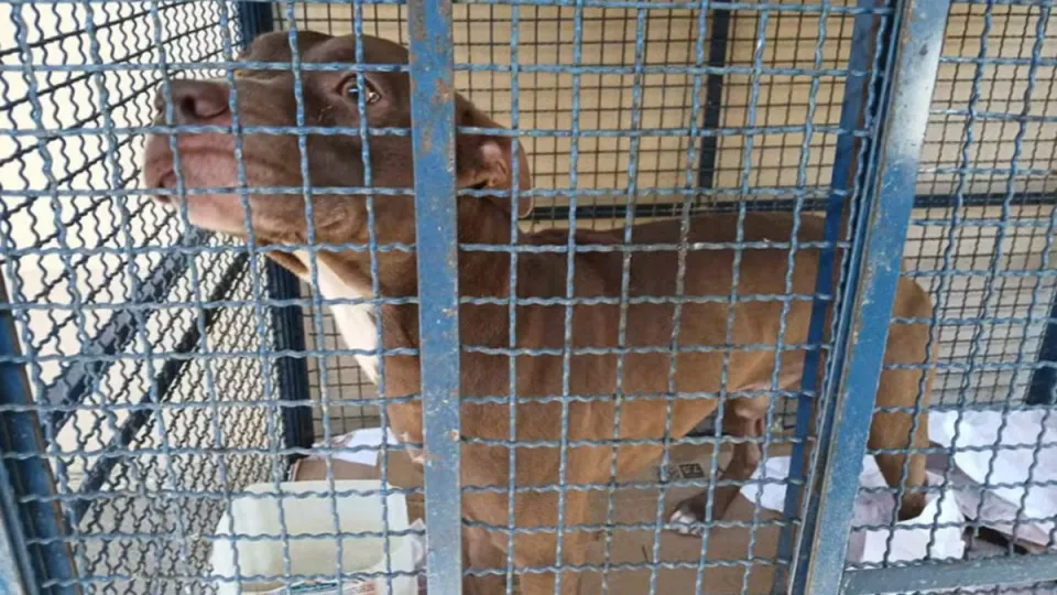Pitbull entra em escola e fere seis alunos no Rio