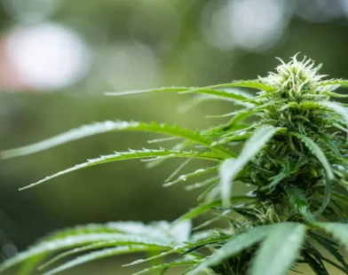 Polícia apreende pés de maconha plantados em quintal de casa em Itapevi, na Grande São Paulo