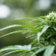 Polícia apreende pés de maconha plantados em quintal de casa em Itapevi, na Grande São Paulo