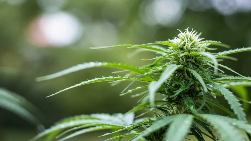 Polícia apreende pés de maconha plantados em quintal de casa em Itapevi, na Grande São Paulo