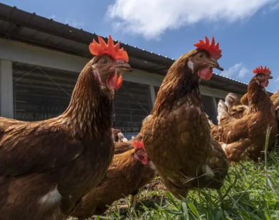 Produção de ovos com galinhas livres ganha força na avicultura brasileira para promover a sustentabilidade e o bem-estar animal
