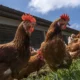 Produção de ovos com galinhas livres ganha força na avicultura brasileira para promover a sustentabilidade e o bem-estar animal