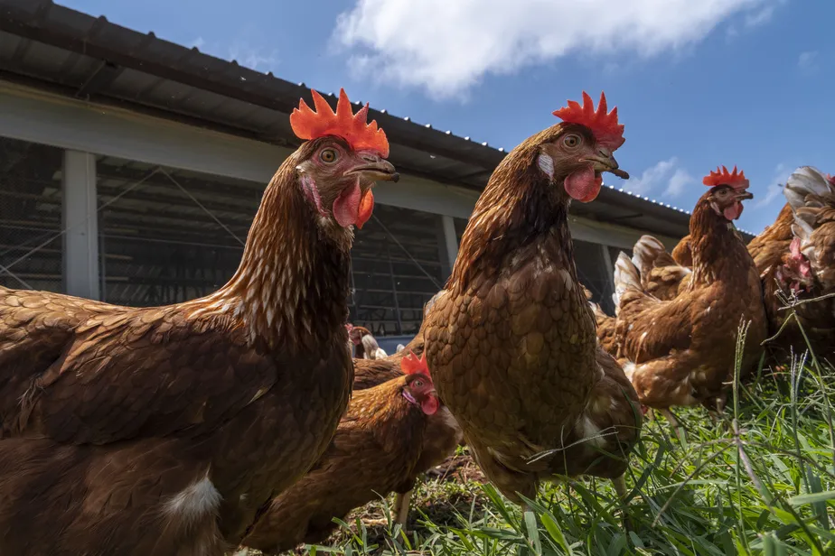 Produção de ovos com galinhas livres ganha força na avicultura brasileira para promover a sustentabilidade e o bem-estar animal