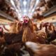 RS representou 1317 das exportacoes de produtos de aves brasileiras 80x80