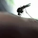 Saúde emite alerta de febre amarela a São Paulo, Minas Gerais, Roraima e Tocantins