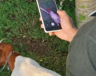 Startup do Nordeste cria aplicativo que pesa animais pelo celular utilizando apenas a foto