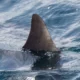 Surfista morre em ataque de tubarão na Austrália
