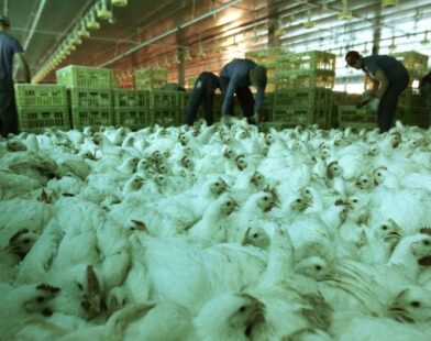Suspensão de exportações de frango deve aliviar IPCA em até 0,10 pp, aponta analistas