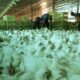 Suspensão de exportações de frango deve aliviar IPCA em até 0,10 pp, aponta analistas