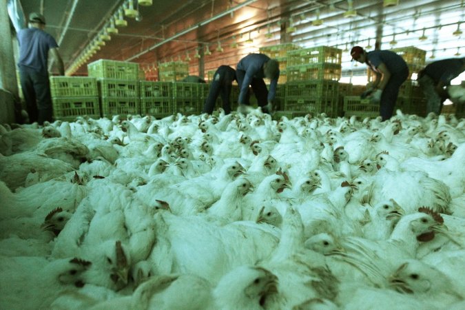 Suspensão de exportações de frango deve aliviar IPCA em até 0,10 pp, aponta analistas
