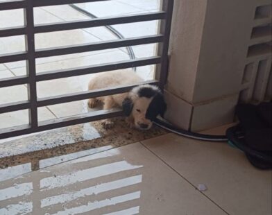 VÍDEO: bombeiros resgatam filhote de cachorro preso em portão em Formiga | Centro-Oeste