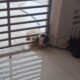 VÍDEO: bombeiros resgatam filhote de cachorro preso em portão em Formiga | Centro-Oeste
