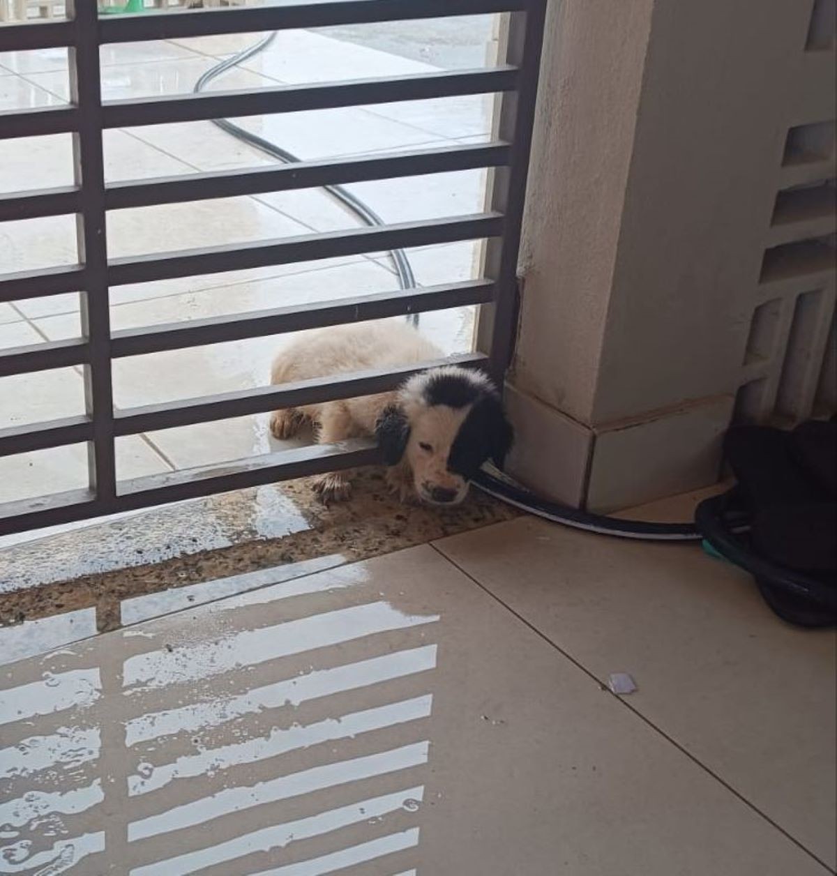 VÍDEO: bombeiros resgatam filhote de cachorro preso em portão em Formiga | Centro-Oeste