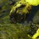 Vazamento de óleo atinge Baía de Guanabara após incêndio em fábrica