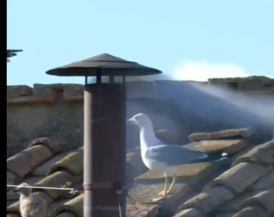 Vídeo mostra gaivota regurgitando rato antes do Habemus Papam