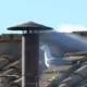 Vídeo mostra gaivota regurgitando rato antes do Habemus Papam