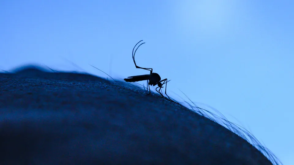 Vírus do Nilo é identificado pela primeira vez no Reino Unido