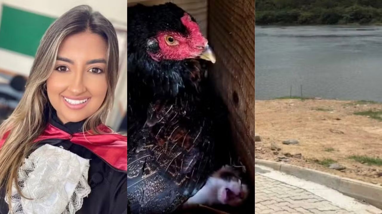 Você viu? Estudante de odontologia morre em acidente, galinha 'choca' filhotes de gata e homem invade área proibida para pescar e morre | Centro-Oeste