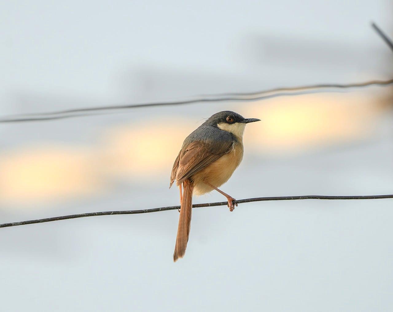 Prefeita de Marituba, no Pará, Patrícia Alencar