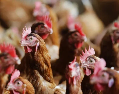ABPA: Brasil está livre de influenza aviária em aves comerciais neste momento