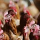 ABPA: Brasil está livre de influenza aviária em aves comerciais neste momento